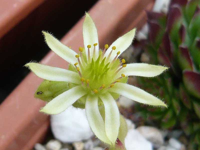 leucanthum (kindingeri)