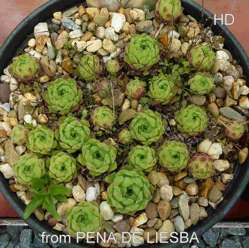 cantabricum from Peña Llesba
