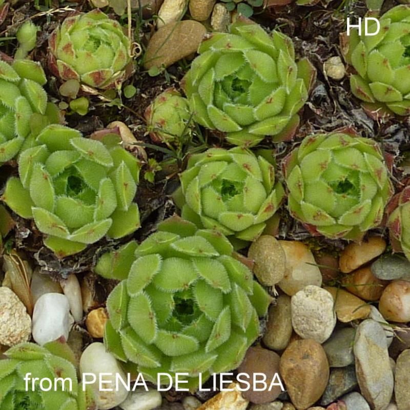 cantabricum from Peña Llesba