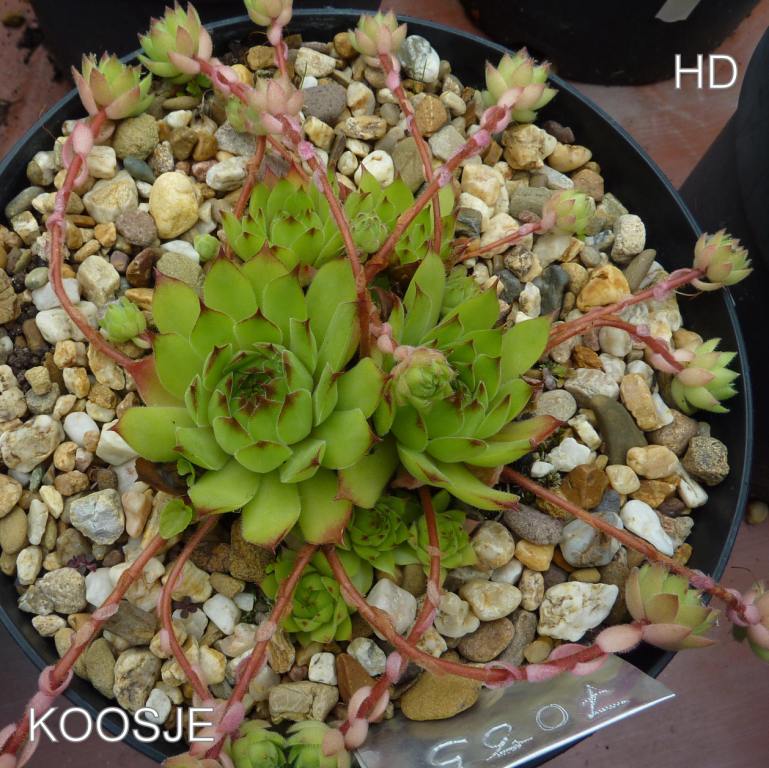 Koosje