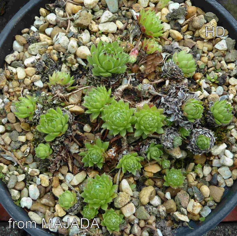 cantabricum ssp. cantabricum from Majada de Camburero