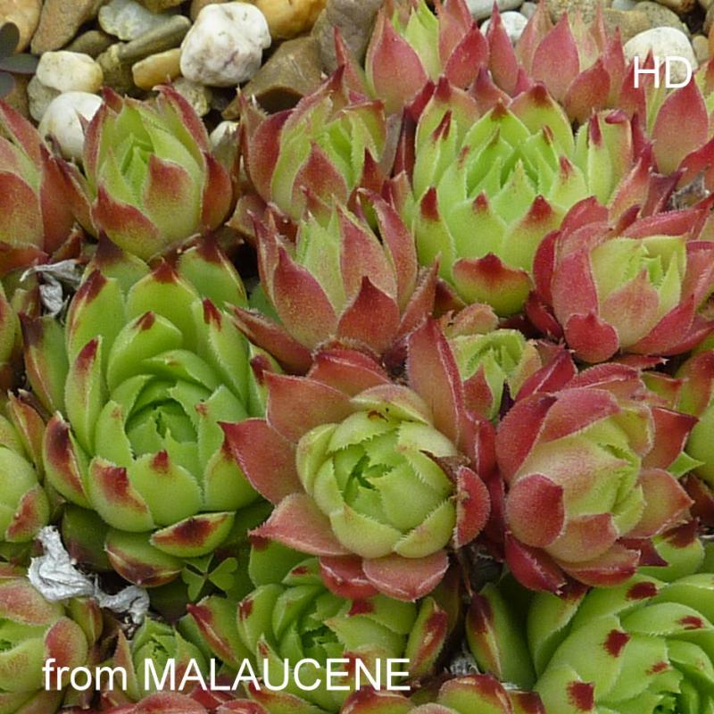 calcareum from Malaucène