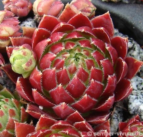 globiferum ssp. hirtum from Male Zajfy