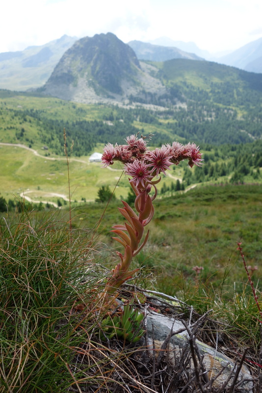 marmoreum from Hridski krš