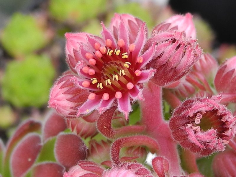 marmoreum (robustum)