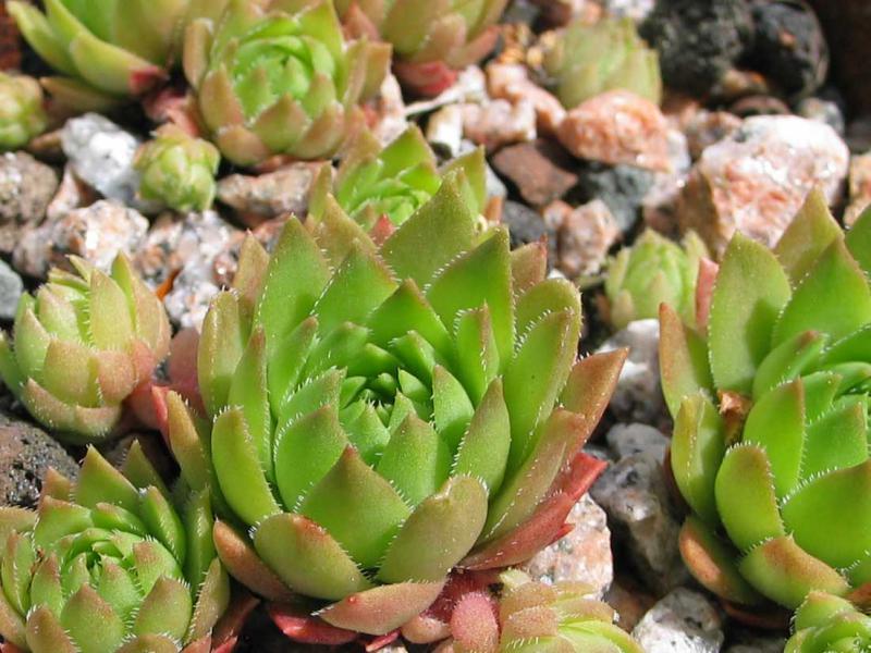 marmoreum ssp. ballsii