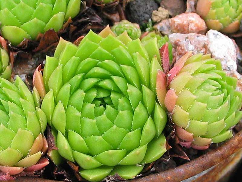marmoreum ssp. ballsii