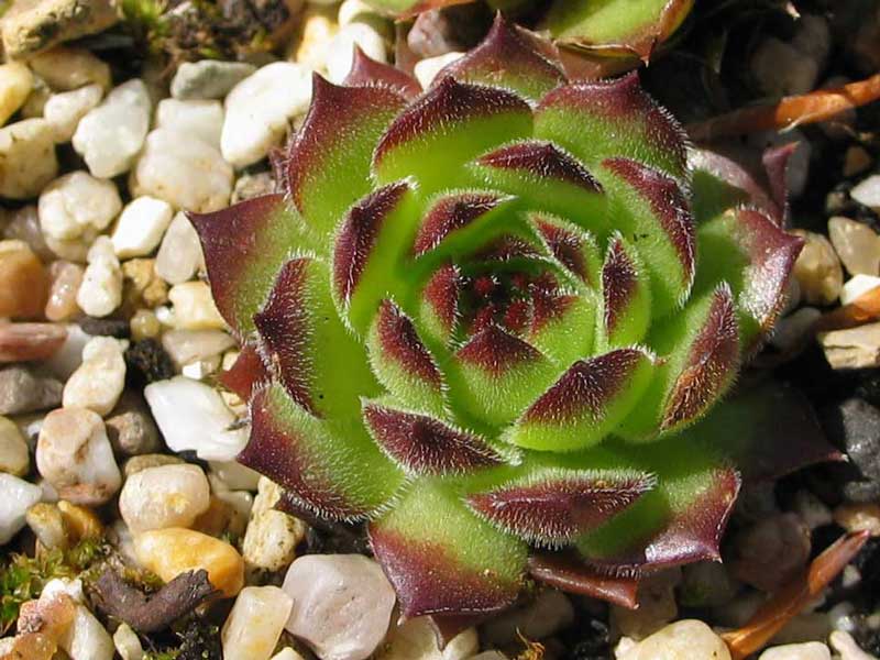 marmoreum (robustum)