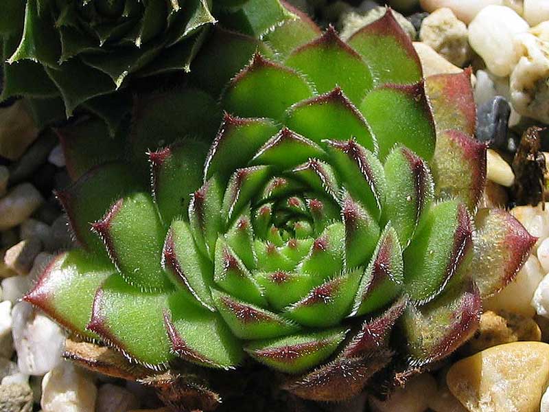 marmoreum (robustum)