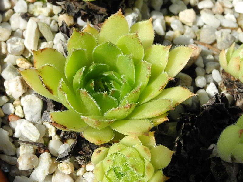 marmoreum (debile)