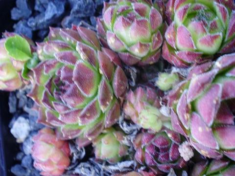 marmoreum (robustum)