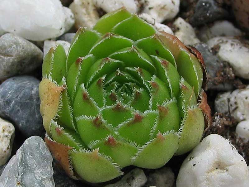 marmoreum (debile)
