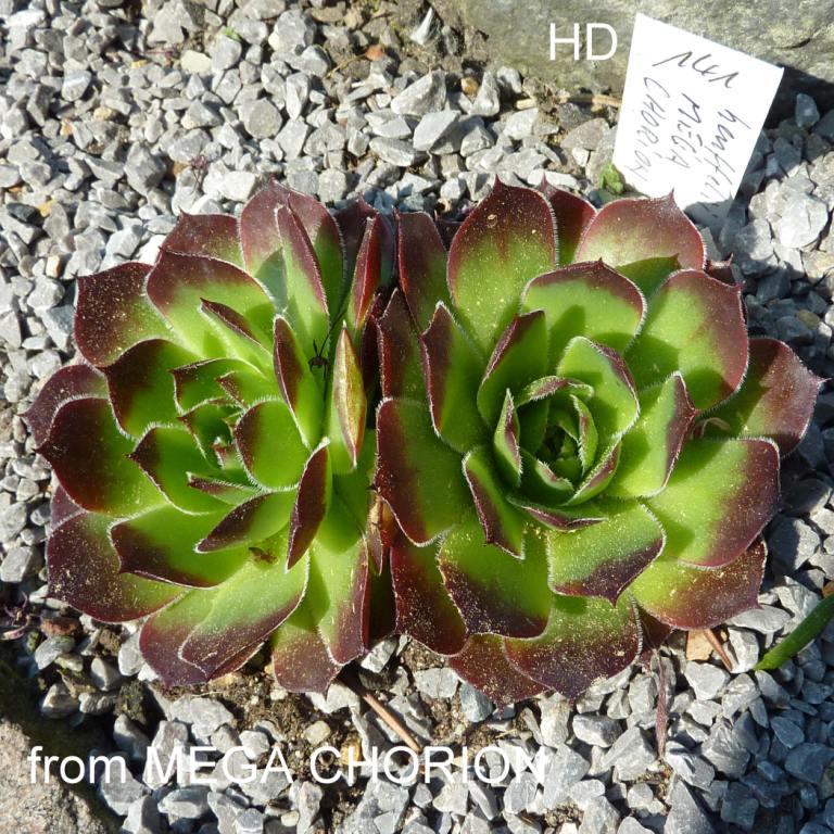 heuffelii from Mega Chorion