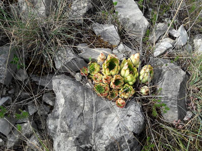 calcareum from Rochers Mindrits