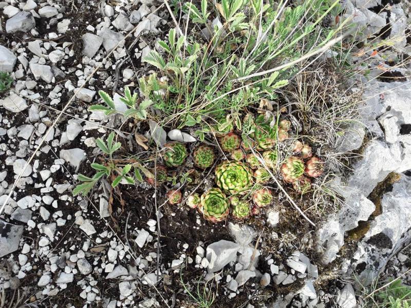 calcareum from Rochers Mindrits