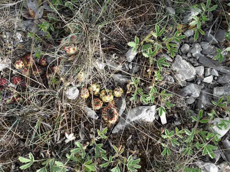 calcareum from Rochers Mindrits