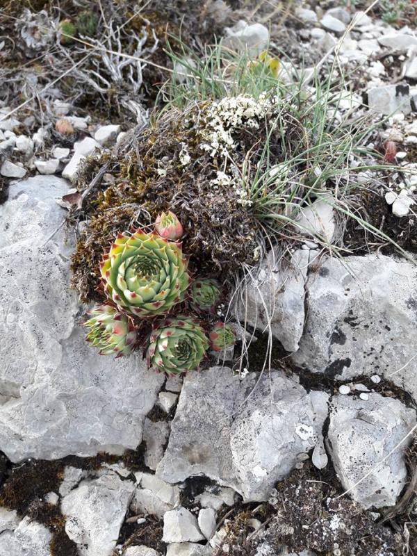 calcareum from Rochers Mindrits