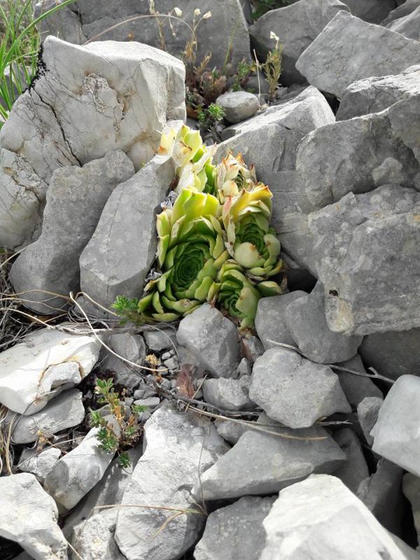 calcareum from Rochers Mindrits