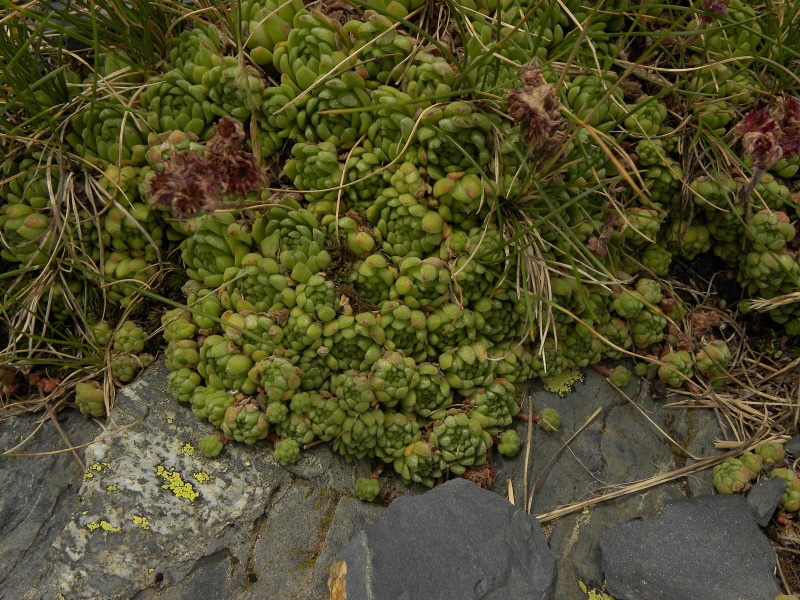 montanum ssp. montanum from Sattel Alans