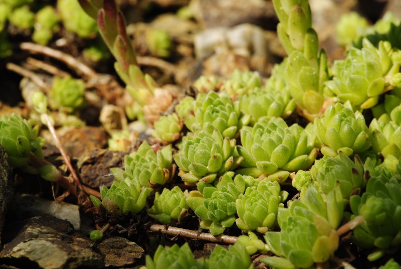 montanum ssp. montanum from Sattel Alans