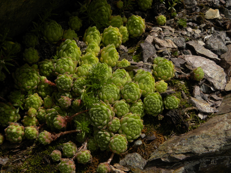 montanum ssp. montanum from Sattel Alans