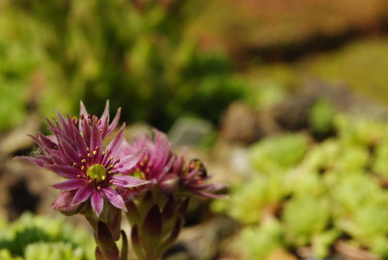 montanum ssp. montanum from Sattel Alans
