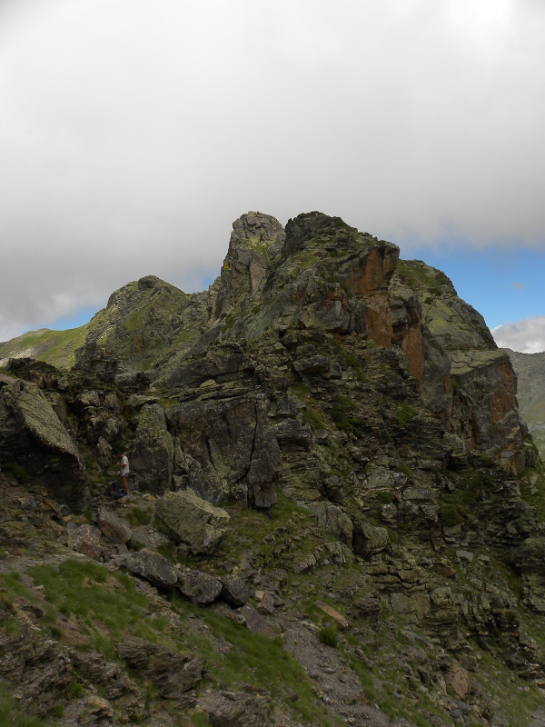 montanum ssp. montanum from Sattel Alans