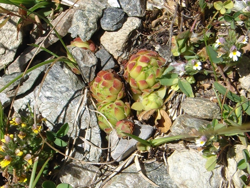 montanum ssp. montanum from Umbrailpass
