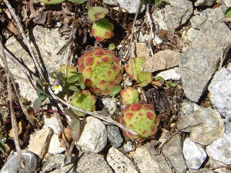 montanum ssp. montanum from Umbrailpass
