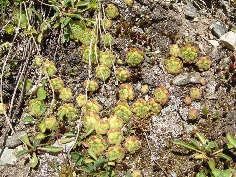montanum ssp. montanum from Umbrailpass