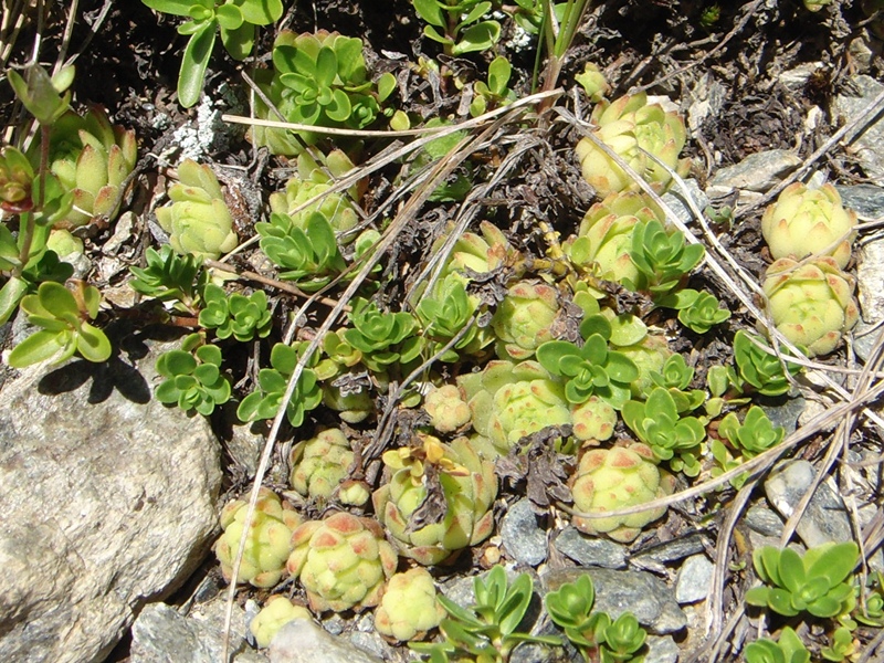montanum ssp. montanum from Umbrailpass
