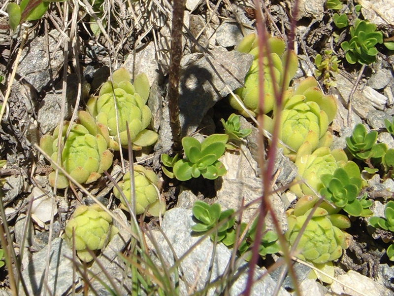 montanum ssp. montanum from Umbrailpass