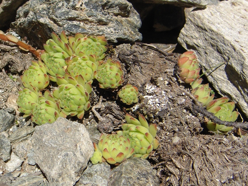 montanum ssp. montanum from Umbrailpass
