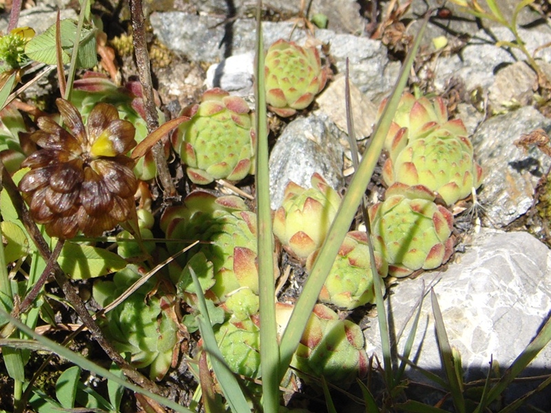montanum ssp. montanum from Umbrailpass