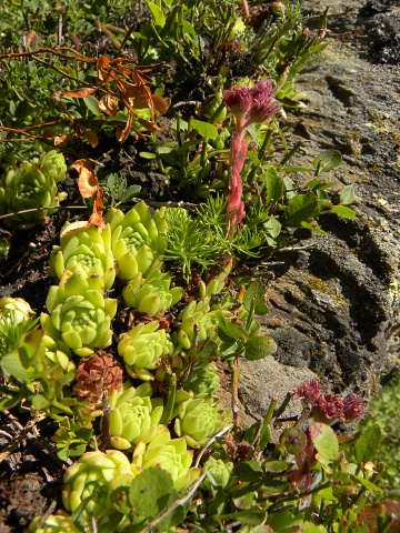 montanum ssp. montanum from Vallée de Soulcem
