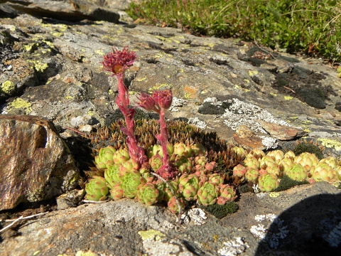 montanum ssp. montanum from Vallée de Soulcem