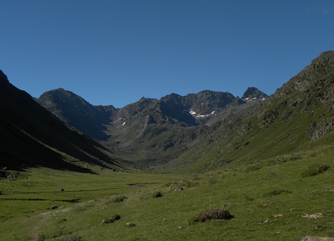 montanum ssp. montanum from Vallée de Soulcem