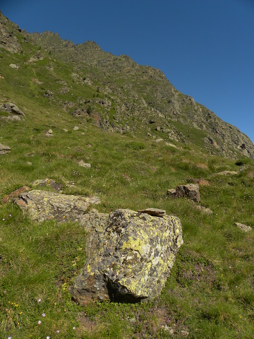 montanum ssp. montanum from Vallée de Soulcem
