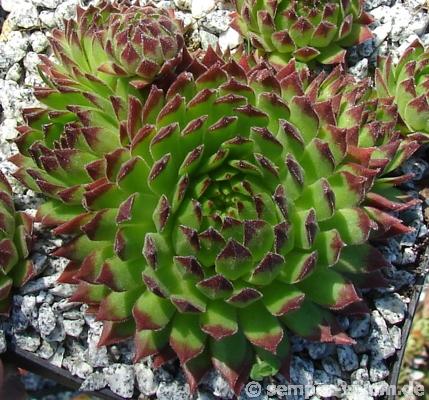montanum ssp. stiriacum from Goldeck