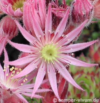 montanum ssp. stiriacum from Goldeck
