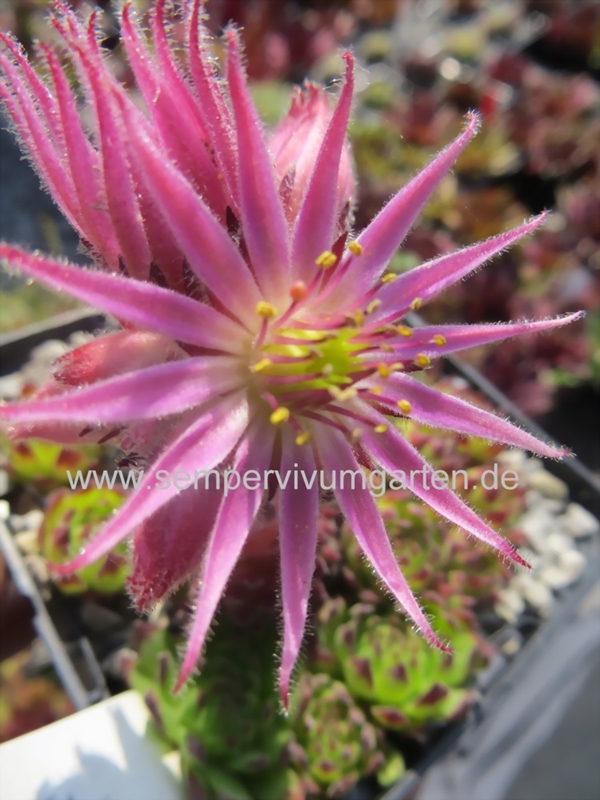 montanum ssp. stiriacum from Goldeck