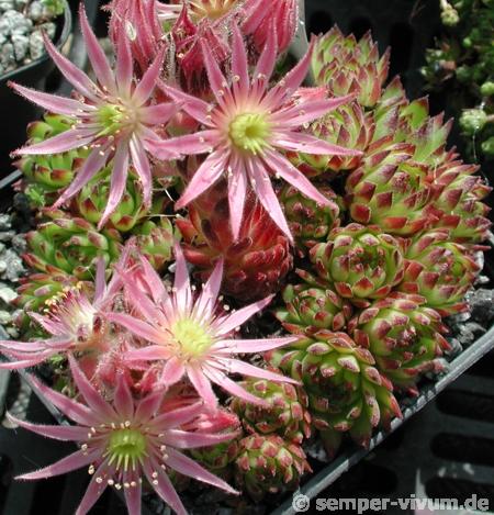 montanum ssp. stiriacum from Goldeck