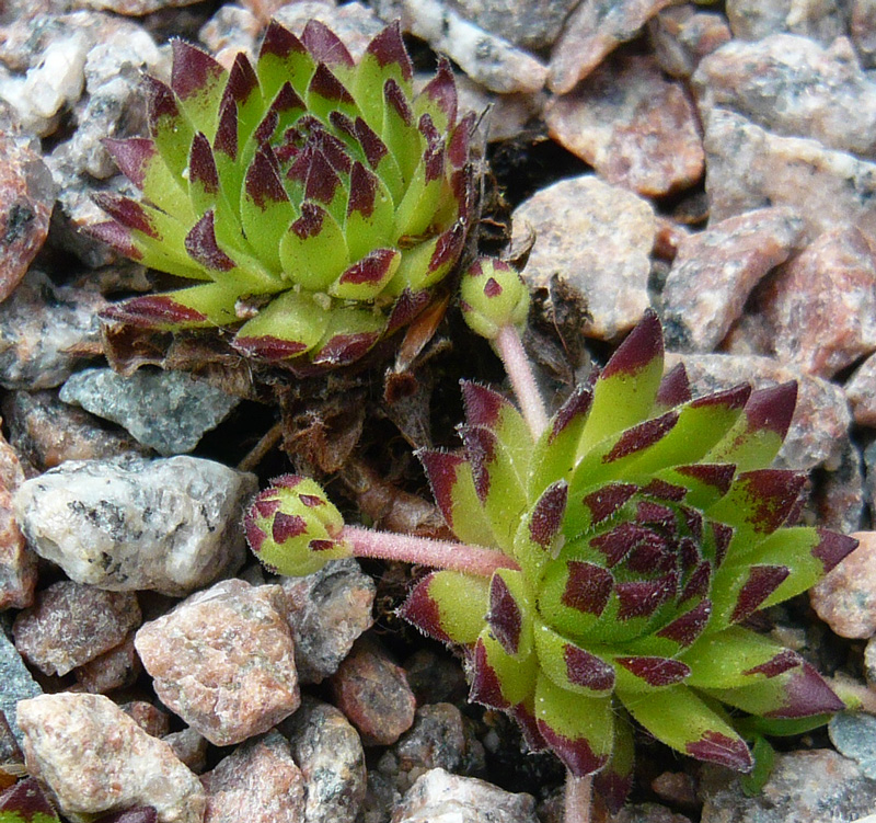 montanum ssp. stiriacum from Großglockner