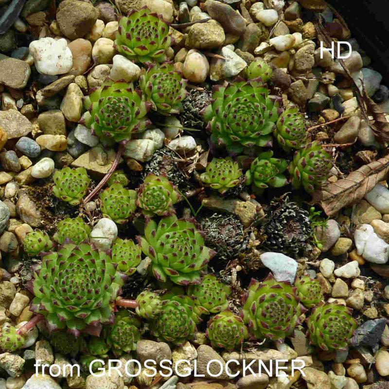 montanum ssp. stiriacum from Großglockner