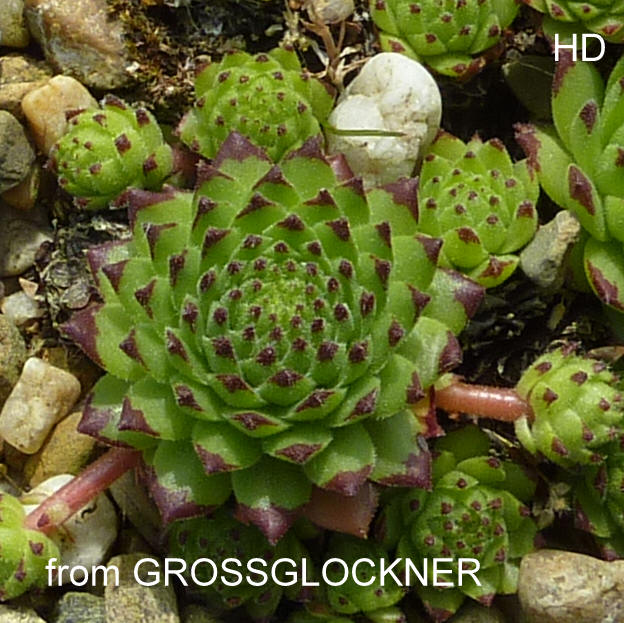 montanum ssp. stiriacum from Großglockner