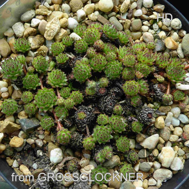 montanum ssp. stiriacum from Großglockner