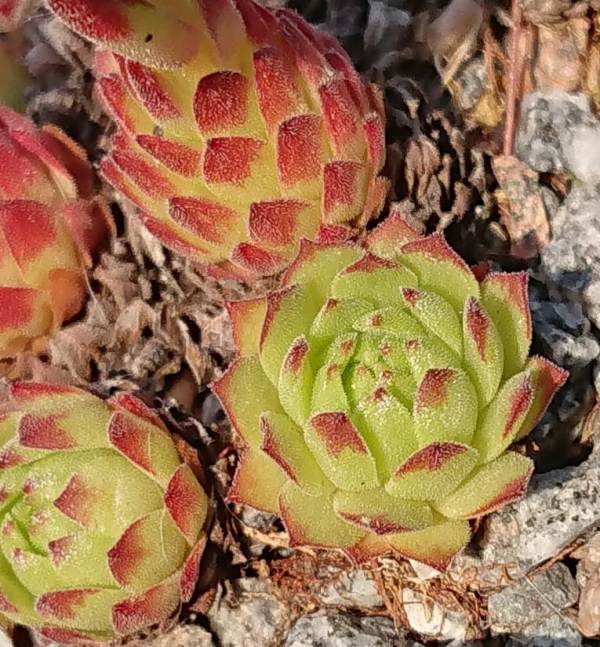 montanum ssp. stiriacum from Heiligenblut