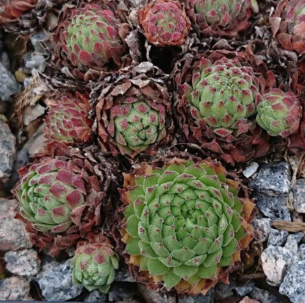 montanum ssp. stiriacum from Heiligenblut