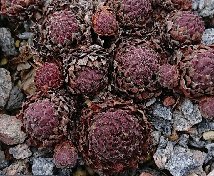 montanum ssp. stiriacum from Heiligenblut