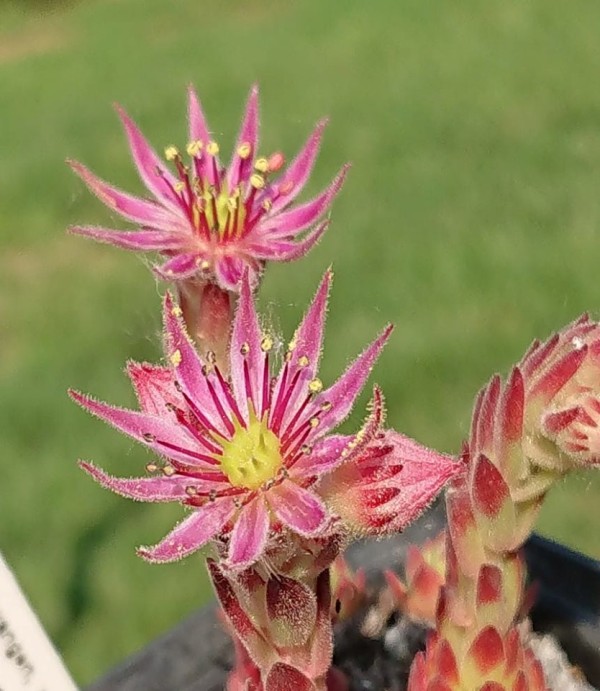 montanum ssp. stiriacum from Heiligenblut